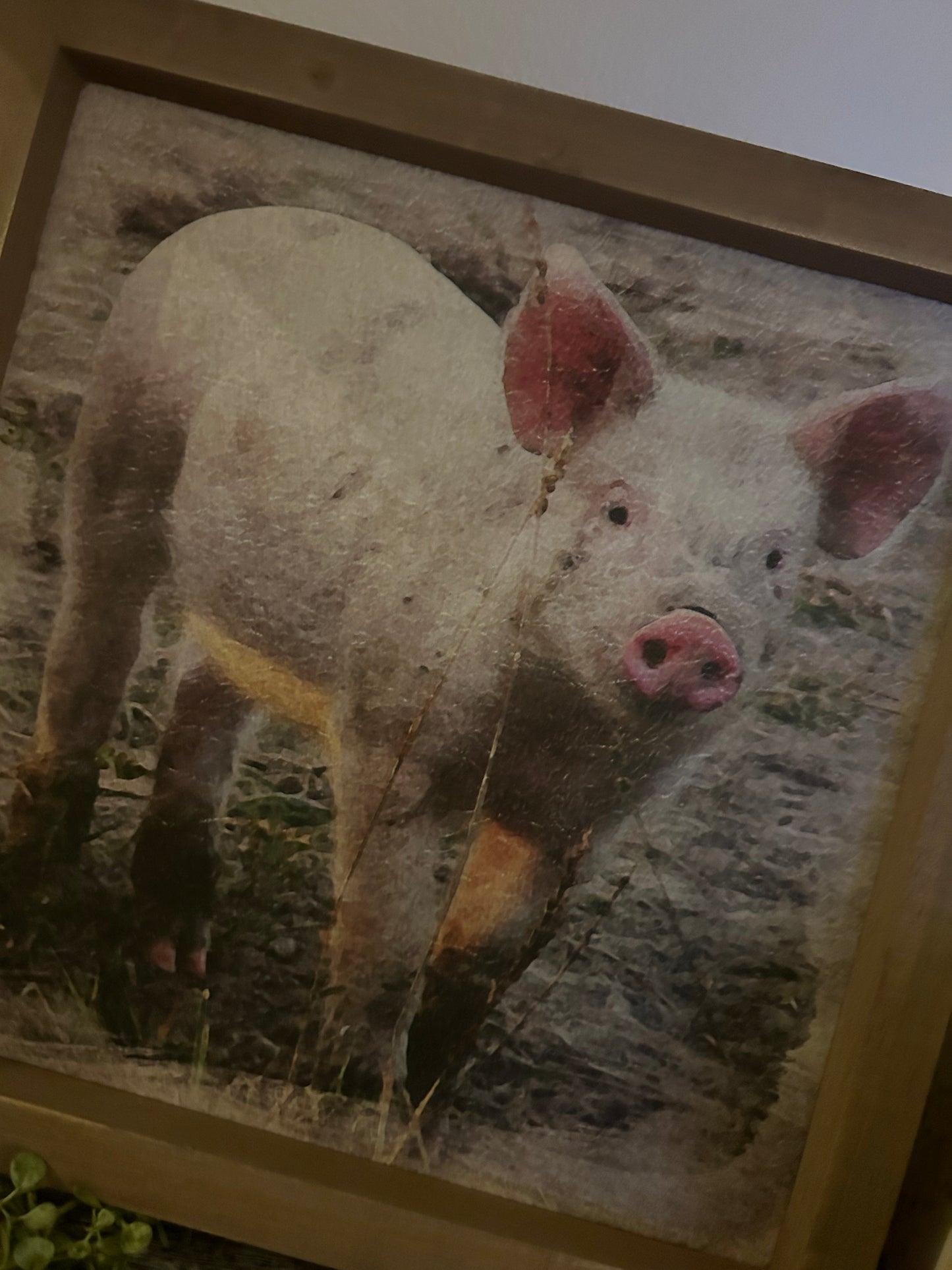 Pasture Pig Framed Print
