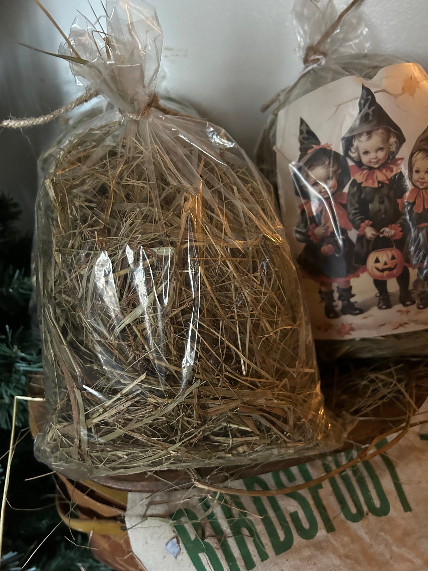 Trio Witch Trick Or Treat Prairie Grass